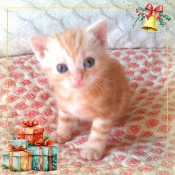 アメリカンショートヘア【東京都・男の子・2025年10月20日・優秀血統、癒されるカメオ王子👑（カメオータビー💖シルクタッチ）】の写真「可愛い❤️優秀血統の王子👑成長が楽しみです🌟」