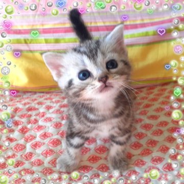 アメリカンショートヘア【東京都・女の子・2025年10月19日・優秀血統、まん丸可愛いプリンセス👑（シルバータビー💖シルクタッチ）】の写真「可愛い❤️優秀血統のプリンセス成長が楽しみです🌟」