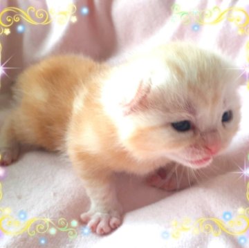 アメリカンショートヘア【東京都・女の子・2025年3月28日・癒される🌼柔らかなカメオカラー（フワモコ可愛い❤️エンジェル）】の写真「優秀血統❤️可愛い女の子」