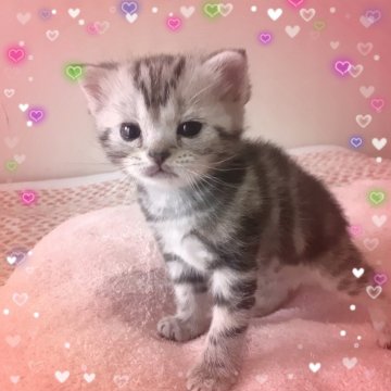 アメリカンショートヘア【東京都・女の子・2025年10月19日・優秀血統、まん丸可愛いプリンセス👑（シルバータビー💖シルクタッチ）】の写真「可愛い❤️優秀血統のプリンセス成長が楽しみです🌟」