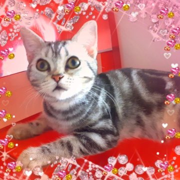 アメリカンショートヘア【東京都・女の子・2025年4月11日・シルバークラシックタビー🍀可愛い❤️動画更新😻（両親優秀血統💐素敵プリンセス）】の写真「天真爛漫🌟美の化身🌟
私の足に抱きつく妖精💖」