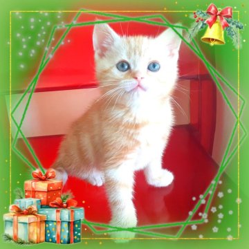 アメリカンショートヘア【東京都・男の子・2025年10月20日・優秀血統、癒されるカメオ王子👑（カメオータビー💖シルクタッチ）】の写真「可愛い❤️優秀血統の王子👑成長が楽しみです🌟」