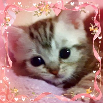 アメリカンショートヘア【東京都・女の子・2025年4月11日・シルバークラシックタビー🍀可愛い❤️動画更新😻（両親優秀血統💐素敵プリンセス）】の写真「天真爛漫🌟容姿端麗🌟可愛いプリンセス妖精ちゃん」