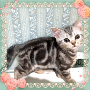 アメリカンショートヘア【東京都・女の子・2025年4月11日・シルバークラシックタビー🍀可愛い❤️動画更新😻（両親優秀血統💐素敵プリンセス）】の写真「天真爛漫🌟容姿端麗🌟可愛いプリンセス妖精ちゃん」