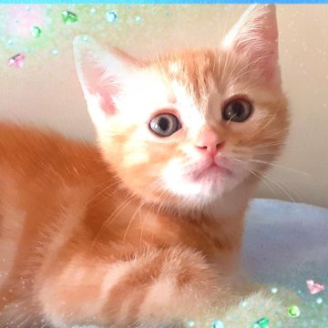 アメリカンショートヘア【東京都・男の子・2025年3月28日・癒されるカメオ🌼伝説の猫マーゴの血脈継承（優秀血統💐性格良好容姿端麗）】の写真「可愛い賢い天使💕御見学当日お迎えいただけます💐」