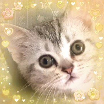 アメリカンショートヘア【東京都・女の子・2025年4月11日・シルバークラシックタビー🍀可愛い❤️動画更新😻（両親優秀血統💐素敵プリンセス）】の写真「天真爛漫🌟容姿端麗🌟可愛いプリンセス妖精ちゃん」