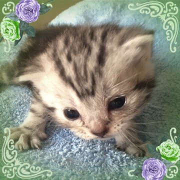 アメリカンショートヘア【東京都・女の子・2025年10月19日・優秀血統、まん丸可愛いプリンセス👑（シルバータビー💖シルクタッチ）】の写真「可愛い❤️優秀血統のプリンセス成長が楽しみです🌟」