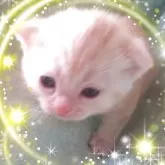 アメリカンショートヘア