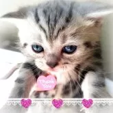 アメリカンショートヘア