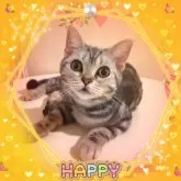アメリカンショートヘア