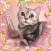 アメリカンショートヘア