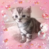 アメリカンショートヘア