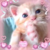 アメリカンショートヘア