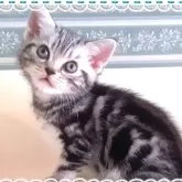 アメリカンショートヘア
