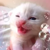 アメリカンショートヘア