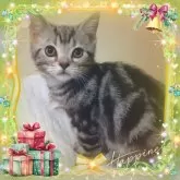 アメリカンショートヘア【東京都・男の子・2024年9月15日・シルバークラシックタビー魅力溢れる優秀血統】の写真1「食欲旺盛！1/22現在体重2.6㎏　凛々しくワイルドな王子👑素晴らしい骨格、筋肉質💓カラー柄😻」