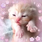 アメリカンショートヘア