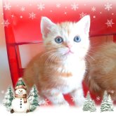 アメリカンショートヘア