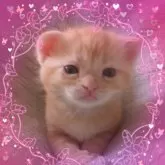 アメリカンショートヘア