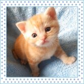 アメリカンショートヘア