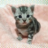 アメリカンショートヘア