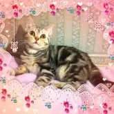 アメリカンショートヘア
