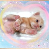 アメリカンショートヘア