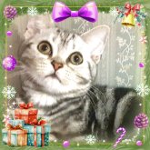 アメリカンショートヘア