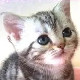 アメリカンショートヘア