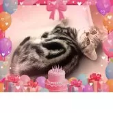 アメリカンショートヘア【東京都・男の子・2025年5月27日・シルバークラシックタビー🍀可愛い❤️変身が楽しみ】の写真2「お昼寝から目覚めた王子👑😻今日もご機嫌な可愛い❤️甘えん坊王子👑優秀血統🌹」