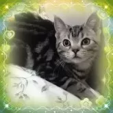 アメリカンショートヘア【東京都・男の子・2024年9月15日・シルバークラシックタビー魅力溢れる優秀血統】の写真2「おっとりした甘えん坊王子👑癒しに感謝🍀❗素直な猫ちゃんは、頭脳明晰です🌹両親PKDクリア🆑」