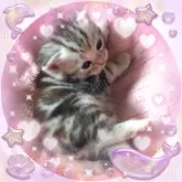 アメリカンショートヘア【東京都・女の子・2025年2月19日・シルクタッチ💓シルバーパッチド希少カラー】の写真2「優しいお顔だちのパッチドちゃん🌼」