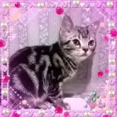 アメリカンショートヘア【東京都・男の子・2024年9月15日・シルバークラシックタビー魅力溢れる優秀血統】の写真3「堂々とした風格に恵まれて誕生しました😊ショータイプ🏆️愛される性格！アメショーの極み😊」