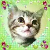 アメリカンショートヘア【東京都・男の子・2024年9月15日・シルバークラシックタビー魅力溢れる優秀血統】の写真6「麗しい瞳に心洗われる私です🌹価格改定しました！破格値！チャンス！」