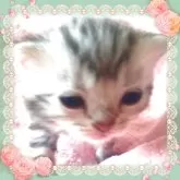 アメリカンショートヘア【東京都・女の子・2025年4月11日・シルバークラシックタビー🍀可愛い❤️そっくり姉妹】の写真7「夢見る可愛い❤️夢子にゃ～ん☺️」