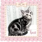 アメリカンショートヘア【東京都・男の子・2024年9月15日・シルバークラシックタビー魅力溢れる優秀血統】の写真7「私のお気に入りの一枚です。ユニークで素敵な王子👑惹かれるタイプ!🌹」