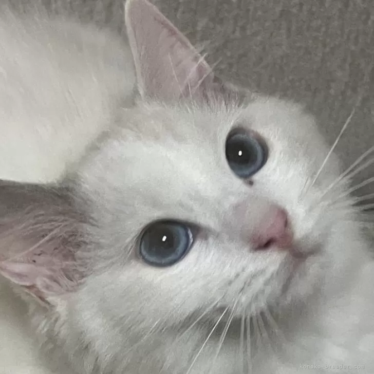 ID:2407-00911の子猫