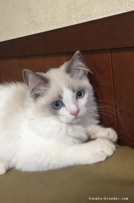 ID：1707-00945の子猫