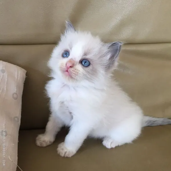 ID:1510-00166の子猫