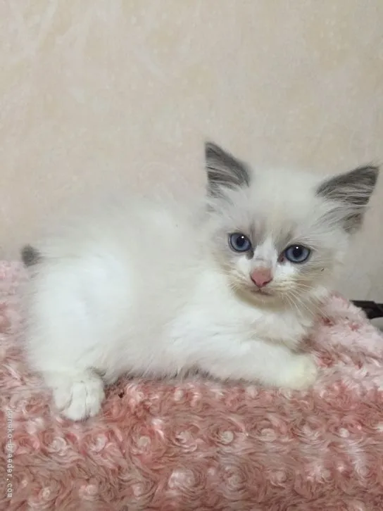 ID：1610-00319の子猫