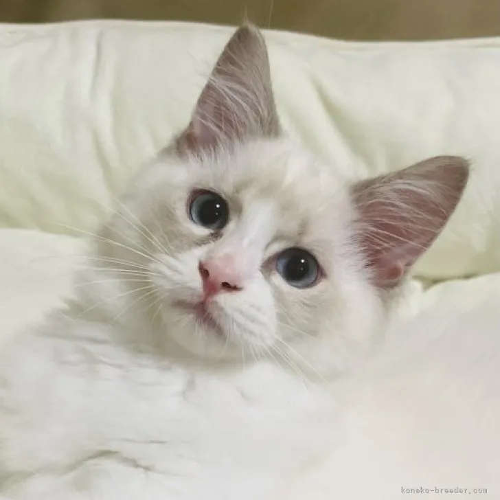 ID：2307-00194の子猫
