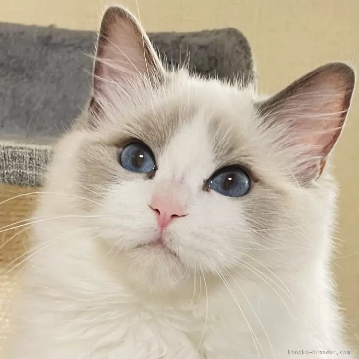 ID：2312-00586の子猫