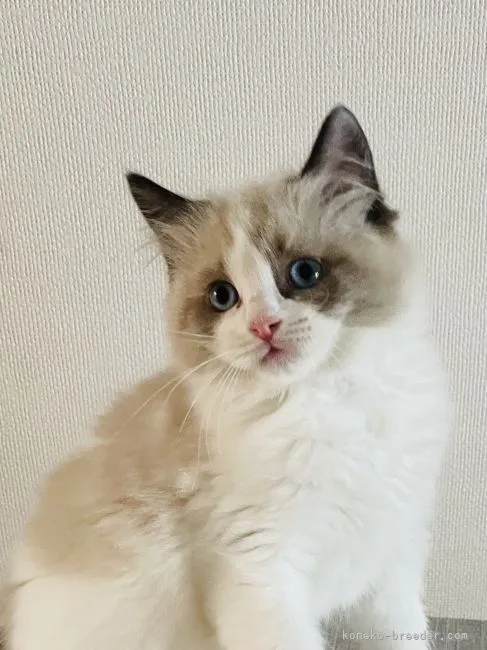 ID：2205-01903の子猫