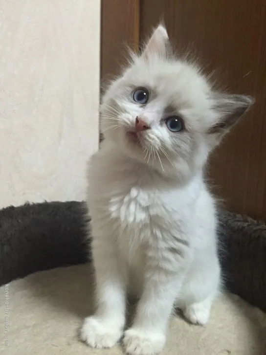 ID：1610-00686の子猫