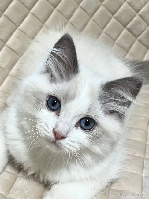 ID:2204-02644の子猫