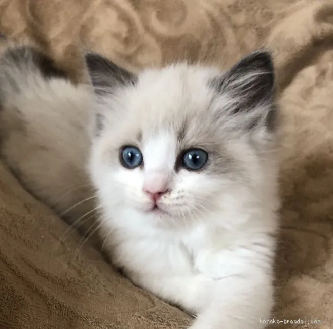 ID：2004-00478の子猫