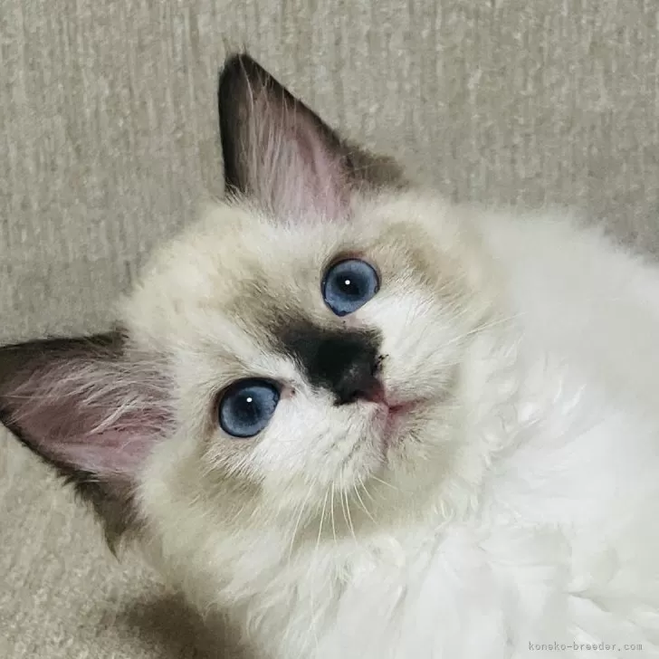 ID:2408-02134の子猫