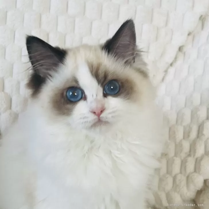 ID：2403-02913の子猫