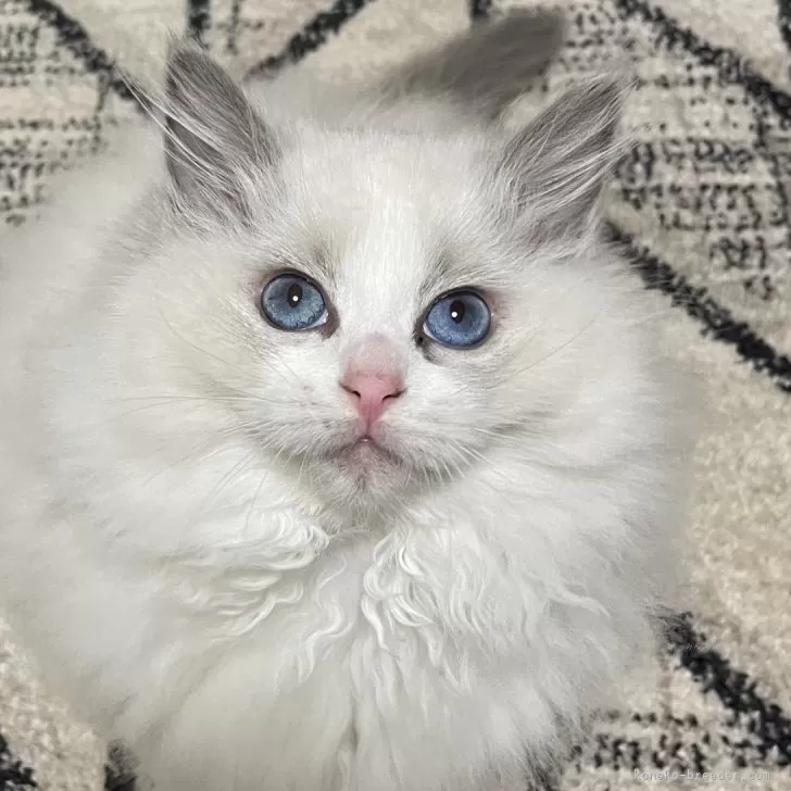 ID：2312-01875の子猫