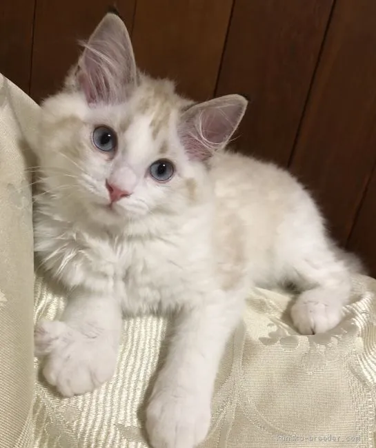 たなか 様のお迎えした子猫